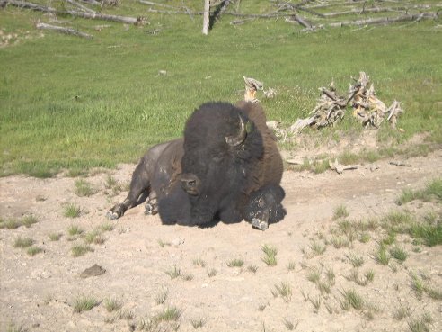 Another buffalo at the mud volcano