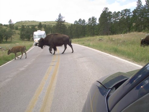 Buffalos crossing